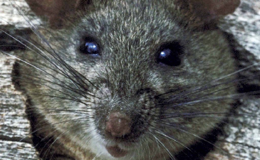 The persistent rain over the past weeks is driving spiders, ants and rodents into many homes to seek shelter. The persistent rain over the past weeks is driving spiders, ants and rodents into many homes to seek shelter.